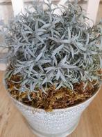 Bloempot groen opgemaakt met kunstplant, Verzenden, Rond, Binnen, Aardewerk