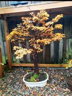 Acer Palmatum shishigashira, Tuin en Terras, Planten | Bomen, Ophalen, Bloeit niet, Halfschaduw, Overige soorten