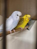 Koppel Grasparkieten, Dieren en Toebehoren, Meerdere dieren, Parkiet