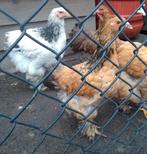 Brahma Buff kleur hennen, Dieren en Toebehoren, Pluimvee, Vrouwelijk, Kip