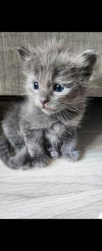 Ragdoll kittens, Dieren en Toebehoren, Katten en Kittens | Raskatten | Korthaar