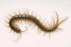 Scolopendra viridis, Dieren en Toebehoren, Insecten en Spinnen, Wandelende tak