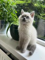 Britse kort haar, Dieren en Toebehoren, Katten en Kittens | Overige Katten, Kater, Kortharig, 0 tot 2 jaar