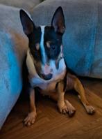 MINI bull terrier teefje 14 maanden, Bull Terriër, CDV (hondenziekte), 1 tot 2 jaar, Teef