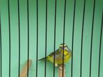 pop mozambieqsijs, Dieren en Toebehoren, Vogels | Overige Vogels, Vrouwelijk, Tropenvogel, Geringd