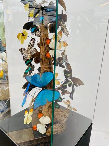 Vlinderstolp met echte vlinders - 180cm beschikbaar voor biedingen