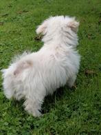 beschikbaar,speelse boomer pups shihtzu/boomer, Dieren en Toebehoren, Honden | Chihuahua's en Gezelschapshonden, Parvo, Overige rassen