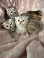 Brits korthaar kittens, Meerdere dieren