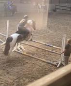 Verzorg pony gezocht/leaser aangeboden!, Dieren en Toebehoren, Ophalen of Verzenden, Nieuw