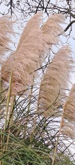 Pampasgras pluimen (ander soort), Ophalen, Nieuw, Knutselwerk