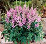 Astilbe Ch. Pumila | Pluimspirea | Chemievrij, Overige soorten, Vaste plant, Ophalen of Verzenden, Halfschaduw