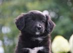 Lieve Border Colly x Kooiker x Markiesje pups, Dieren en Toebehoren, Nederland, Overige rassen, 8 tot 15 weken, CDV (hondenziekte)
