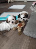 Boomer pups Shih-Tzu pups(shih-tzu x maltezer), Particulier, Meerdere, 8 tot 15 weken, Reu