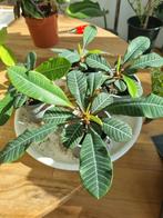 Madagascar Jewel | Euphorbia Leuconeura | Kamerplant, Ophalen, Halfschaduw, Minder dan 100 cm