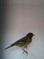 te koop een bastaard zwartkopsijs x kanarie man, Dieren en Toebehoren, Vogels | Kanaries, Mannelijk, Bastaard
