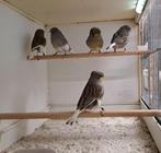 Glosters, Meerdere dieren, Kleurkanarie