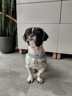 Shih tzu 4jaar, Dieren en Toebehoren, CDV (hondenziekte), Eén hond, 3 tot 5 jaar, Nederland