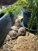 Egyptische landschildpadden, Schildpad, 0 tot 2 jaar