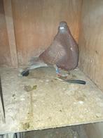 Verbasterde gaditano, Dieren en Toebehoren, Vogels | Duiven, Mannelijk, Kropper