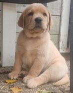 Labrador puppys met stamboom mogen verhuizen, Dieren en Toebehoren, Honden | Retrievers, Spaniëls en Waterhonden, Reu, CDV (hondenziekte)