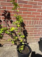 Rode en zwarte bes, Ophalen, Overige soorten, Lente
