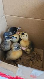 Indische loopeend kuikens, Dieren en Toebehoren, Pluimvee, Geslacht onbekend, Eend