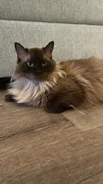 %100 Ragdoll Katje - 2 jaar oud, Dieren en Toebehoren, Katten en Kittens | Overige Katten, Poes, Langharig, 0 tot 2 jaar