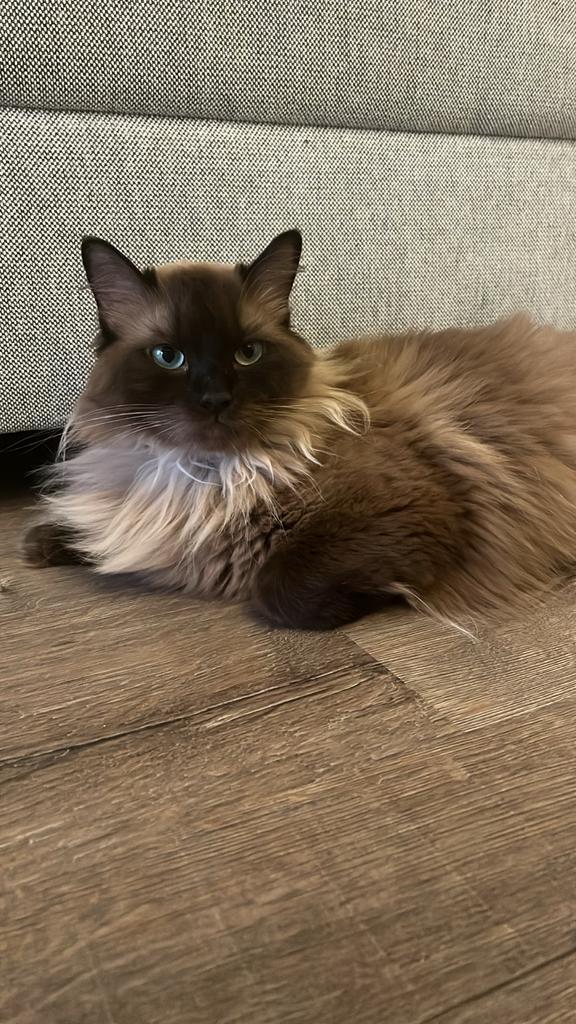 %100 Ragdoll Katje - 2 jaar oud, Dieren en Toebehoren, Katten en Kittens | Overige Katten, Langharig, Poes, 0 tot 2 jaar