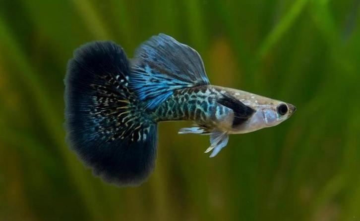 Green dragon guppen, Dieren en Toebehoren, Vissen | Aquariumvissen, Zoetwatervis, Vis