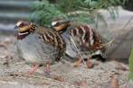 ricketbospatrijs, Dieren en Toebehoren, Vogels | Overige Vogels, Meerdere dieren, Tropenvogel, Geringd