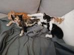 Prachtige Kittens, Dieren en Toebehoren, Katten en Kittens | Overige Katten, Meerdere dieren, Kortharig, 0 tot 2 jaar