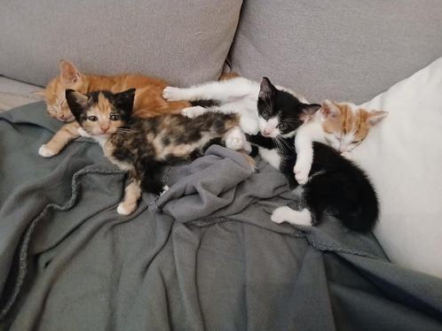 Prachtige Kittens, Dieren en Toebehoren, Katten en Kittens | Overige Katten, Kortharig, Meerdere dieren, 0 tot 2 jaar