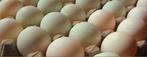 Verse eenden eieren, Dieren en Toebehoren, Pluimvee, Eend, Geslacht onbekend
