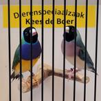 Koppel gouldamadines split x blauw, Dieren en Toebehoren, Vogels | Overige Vogels, Meerdere dieren, Geringd