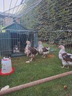 orpington porselein hanen, Mannelijk, Kip