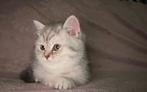 Britse korthaar kittens LAATSTE POESJE, Ontwormd, Meerdere dieren, 0 tot 2 jaar