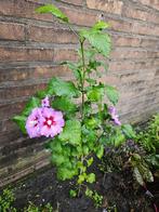 Stek hybiskus 70 cm, Ophalen, Overige soorten, Struik, Minder dan 100 cm