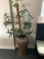 Bloempot met plant, Ophalen, Zo goed als nieuw