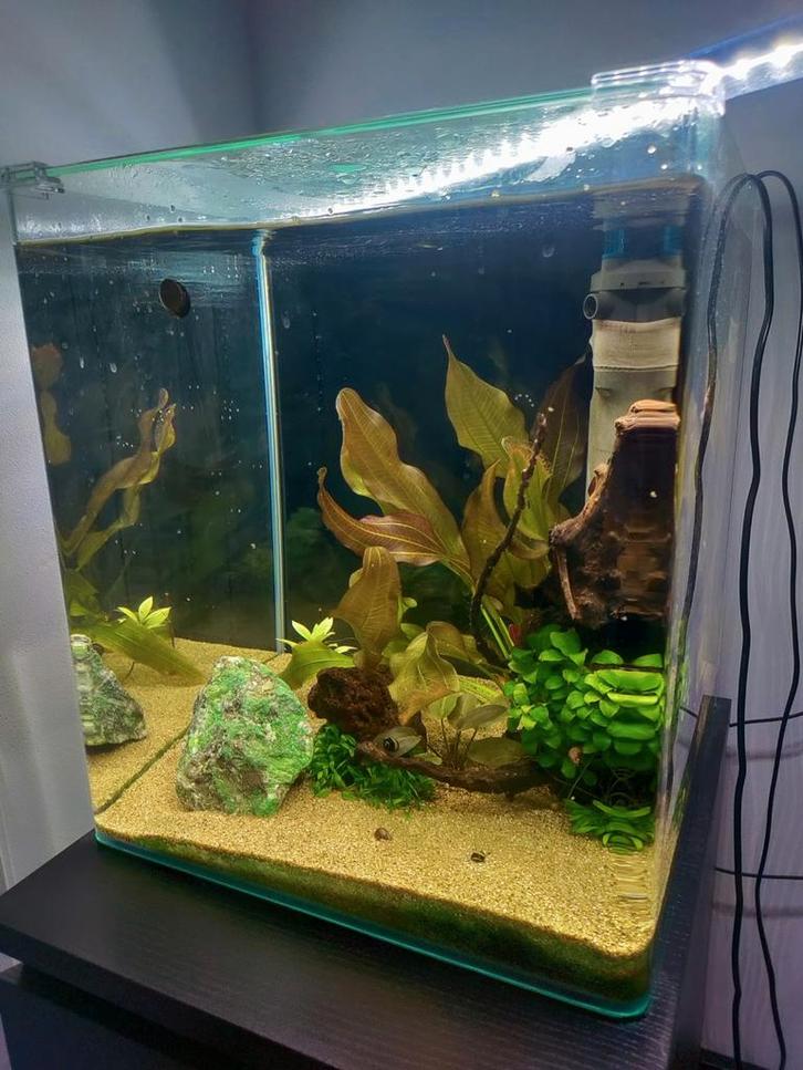 Dennerle 60 l aquarium, Dieren en Toebehoren, Vissen | Aquaria en Toebehoren, Zo goed als nieuw, Leeg aquarium, Ophalen