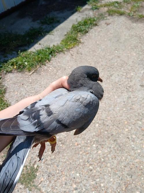 4 jonge duifjes, Dieren en Toebehoren, Vogels | Duiven, Overige soorten, Geslacht onbekend