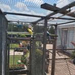 Kweek koppels halsbanden 2022., Dieren en Toebehoren, Meerdere dieren, Parkiet