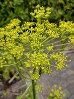 Zaden Venkel groen -  Foeniculum vulgare var. Dulce, Verzenden, Volle zon