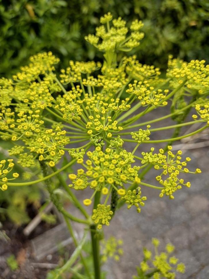Zaden Venkel groen -  Foeniculum vulgare var. Dulce, Tuin en Terras, Bloembollen en Zaden, Volle zon, Verzenden