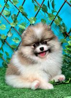 Pomeriaan/ Pomeranian/pup/Reu/NL, Dieren en Toebehoren, Honden | Poolhonden, Keeshonden en Oertypen, Particulier, Rabiës (hondsdolheid)