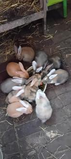 Jonge konijntjes. Duitse Reus x Franse Hangoor, Meerdere dieren, Groot, Hangoor