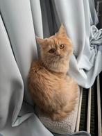 Pers kruising - perzische kat, Dieren en Toebehoren, Kater, Ontwormd, 0 tot 2 jaar