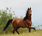 Lieve en sociale 3 jarige volbloed arabier ruin, Minder dan 160 cm, Gechipt, Ruin, 3 tot 6 jaar