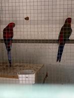 Pennanten, Dieren en Toebehoren, Vogels | Parkieten en Papegaaien, Meerdere dieren