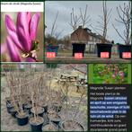 Magnolia Susan en andere planten, Ophalen