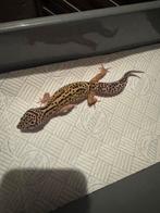 Luipaardgekko, Dieren en Toebehoren, Hagedis